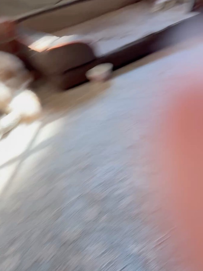 Golden Retriever’s Secret China Collection