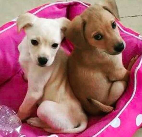 Dog Sibling Glow-Ups: Puppy Pals to Old Buds