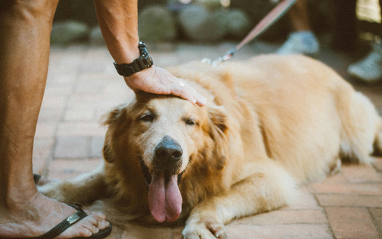 My Dog’s Back from Boarding—Now He’s a Drama King