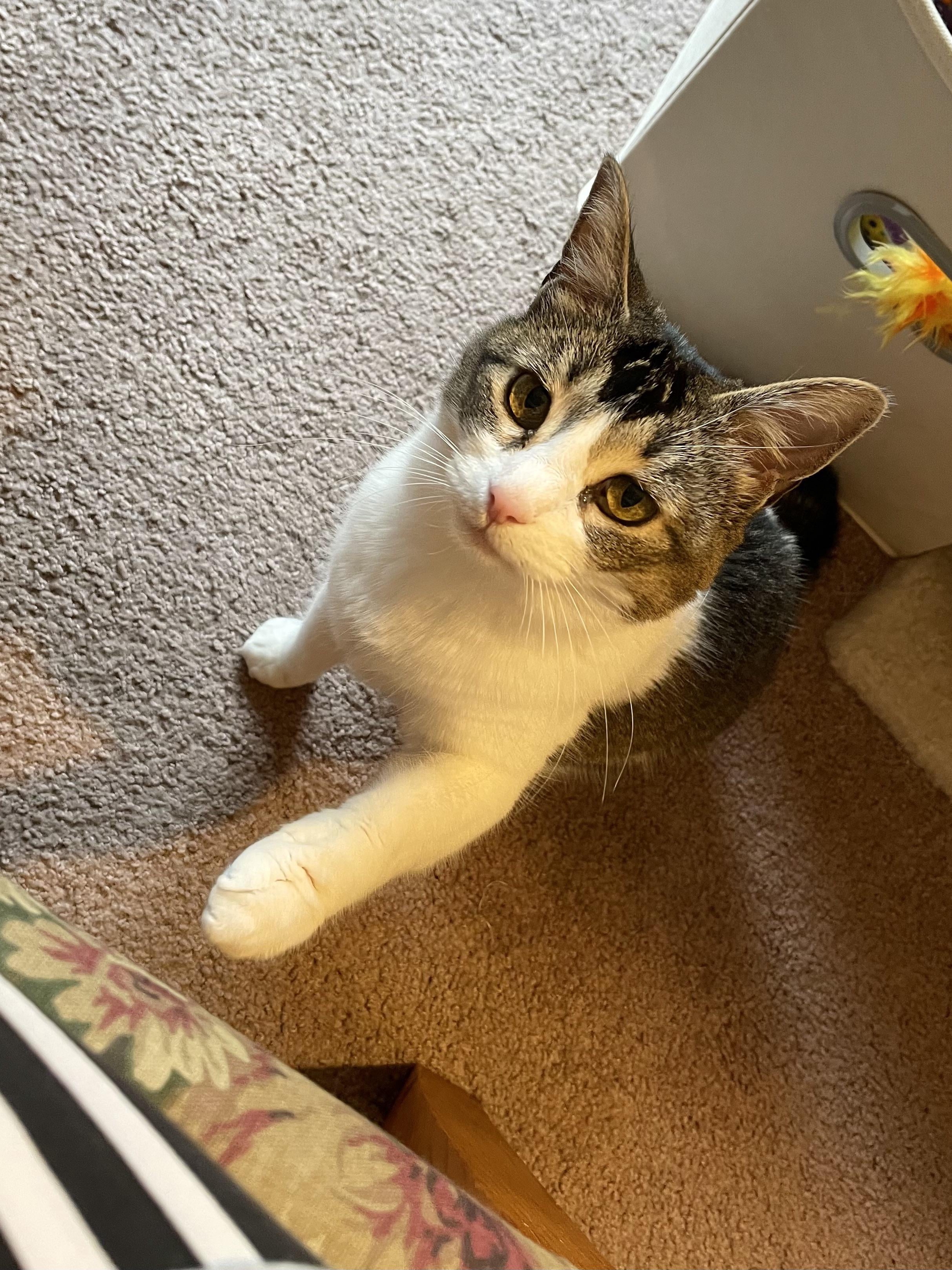 When Your Cat Negotiates for Chicken