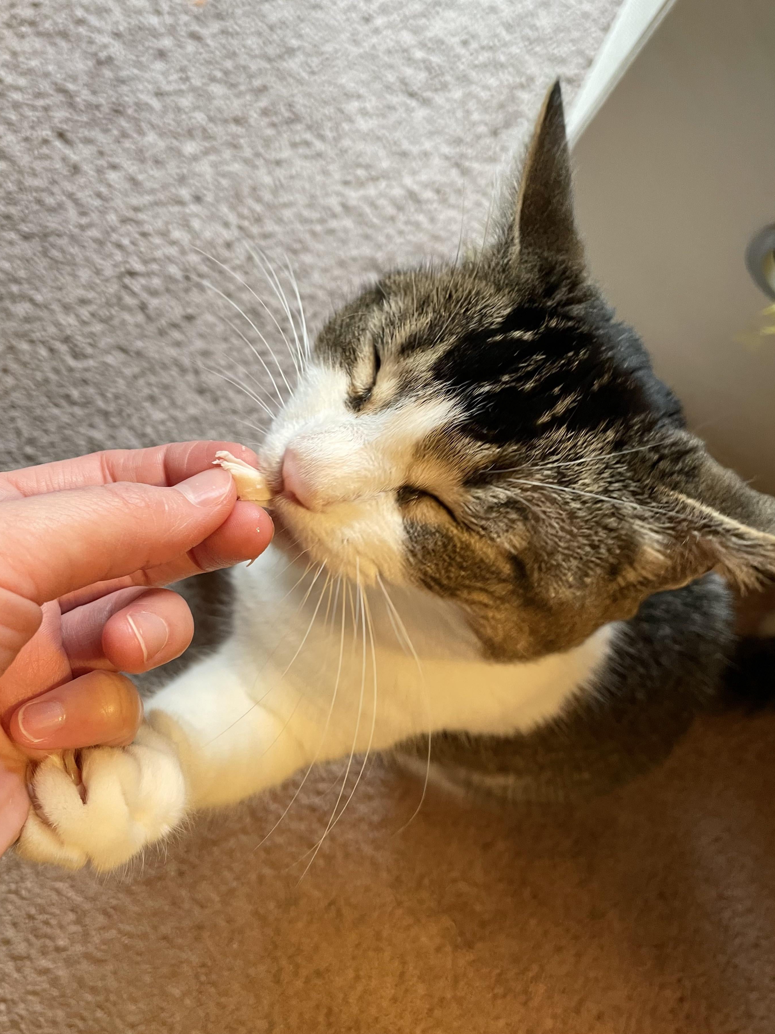 When Your Cat Negotiates for Chicken