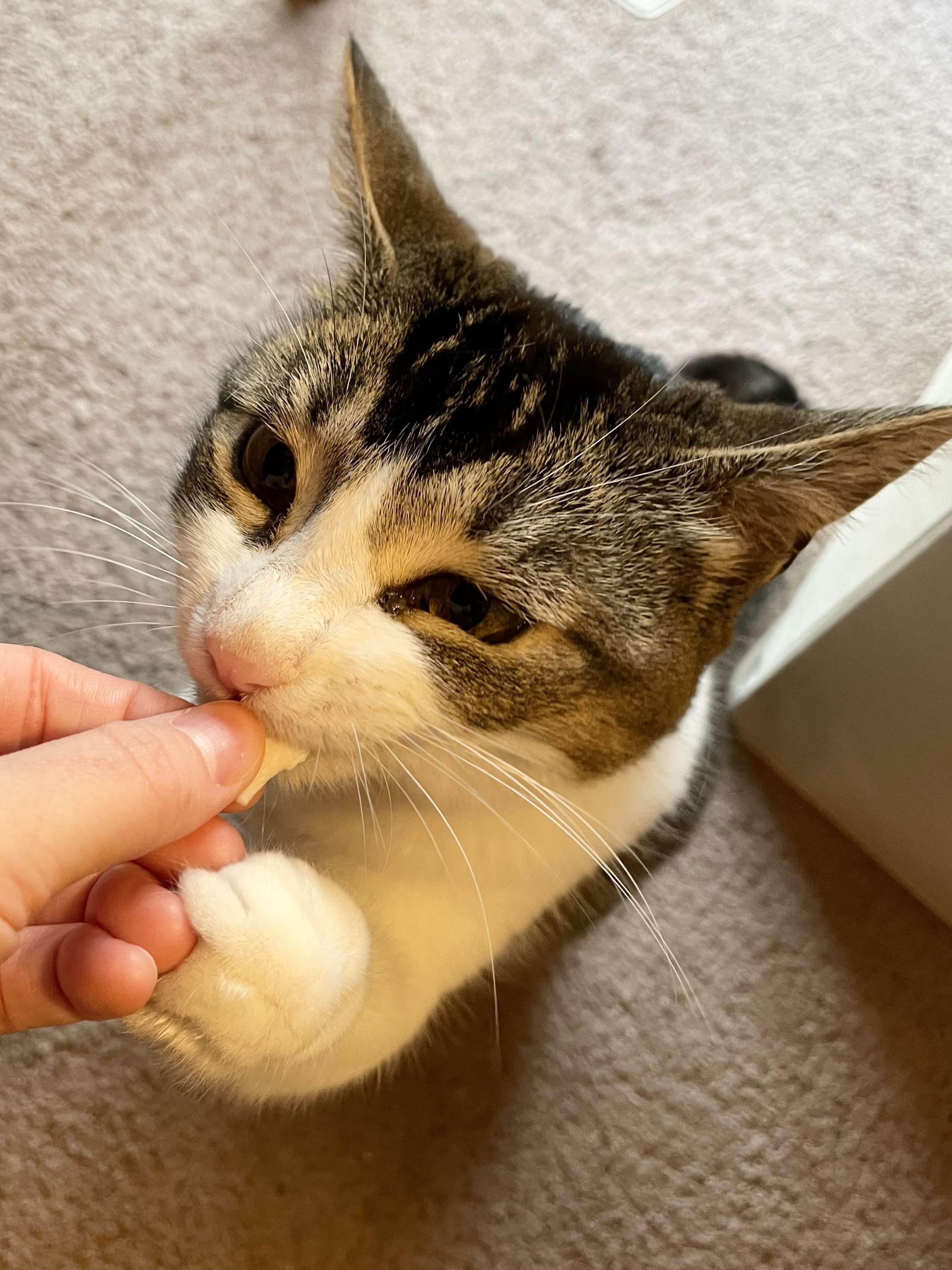 When Your Cat Negotiates for Chicken