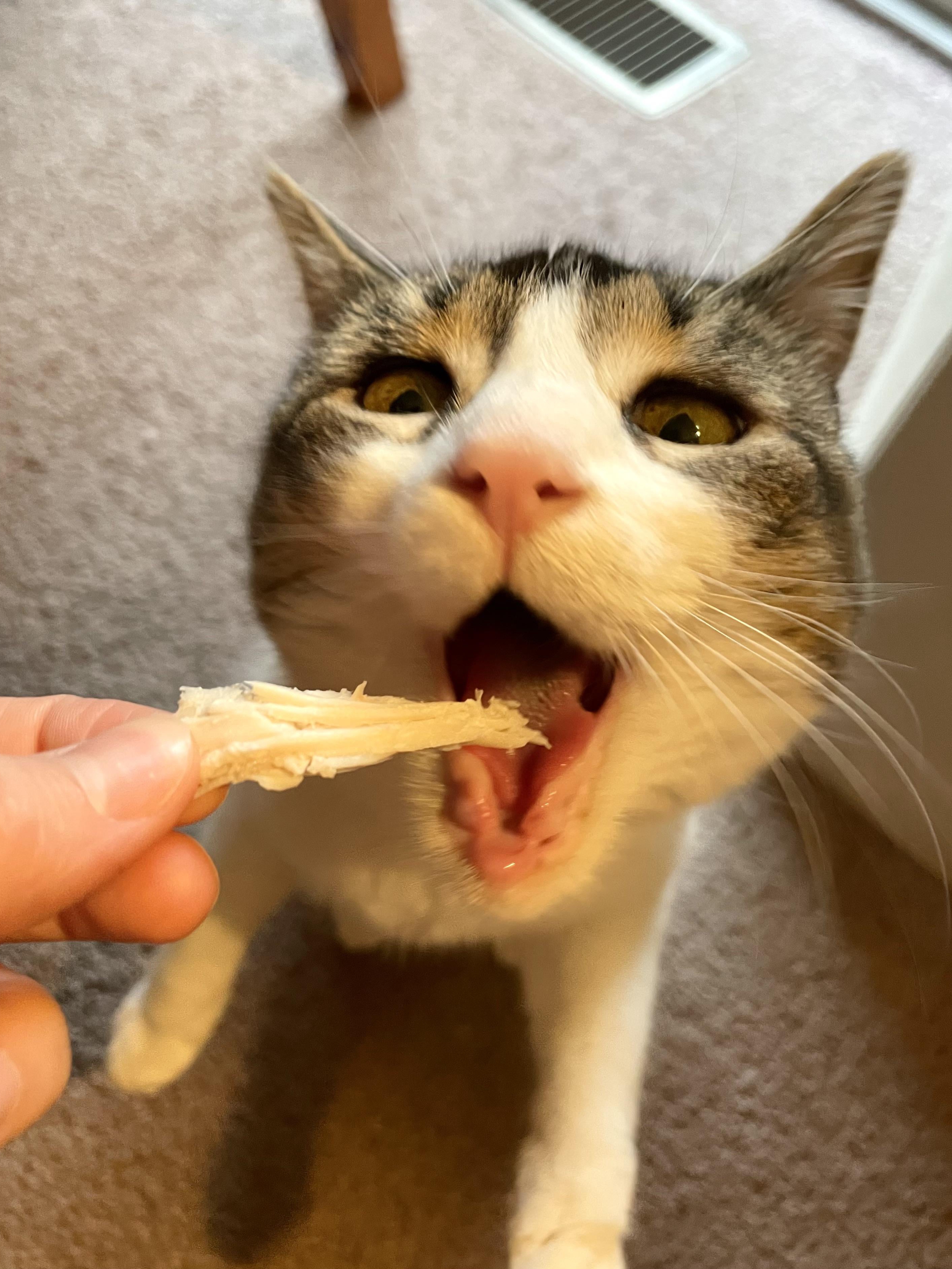 When Your Cat Negotiates for Chicken
