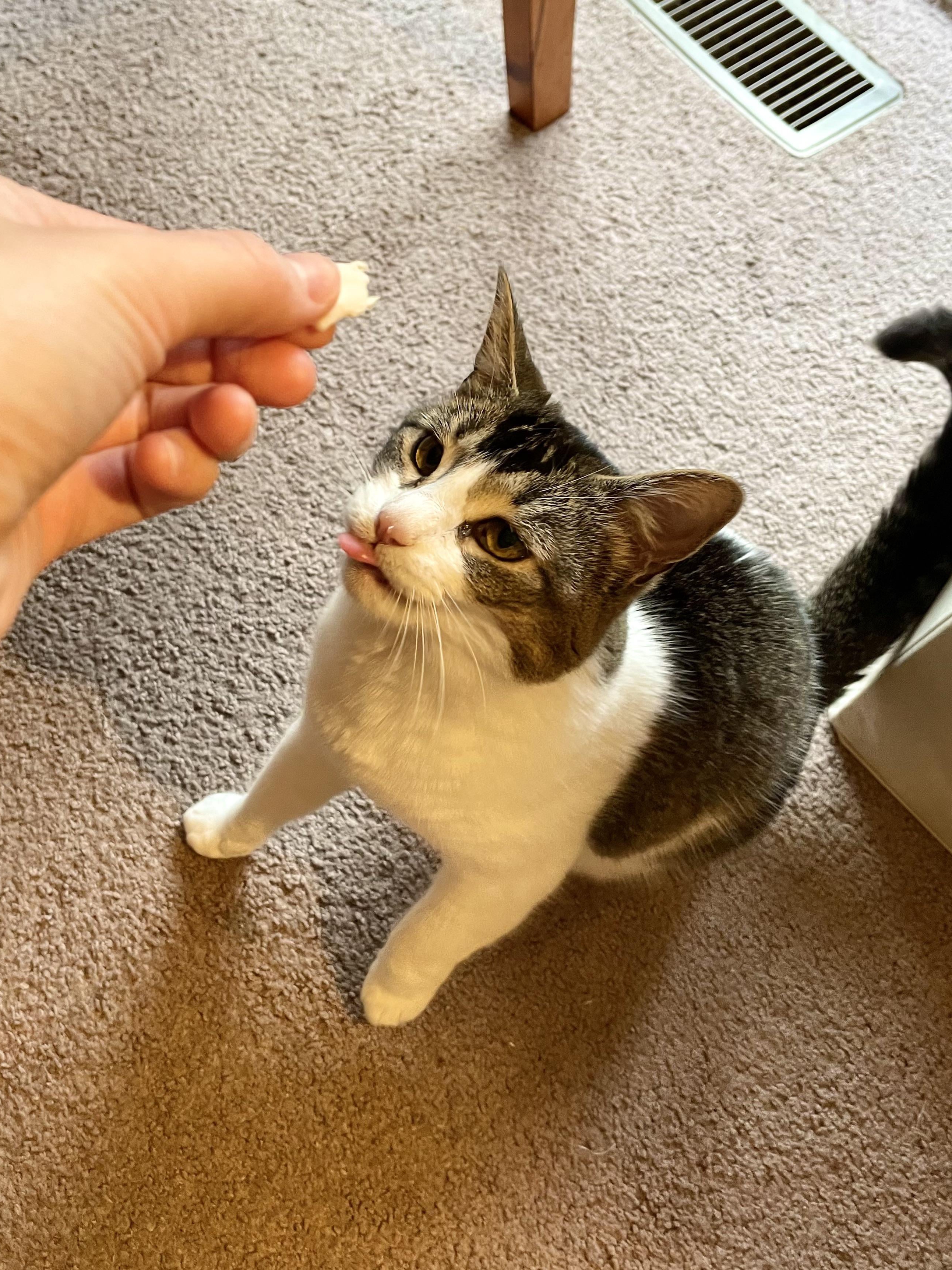 When Your Cat Negotiates for Chicken