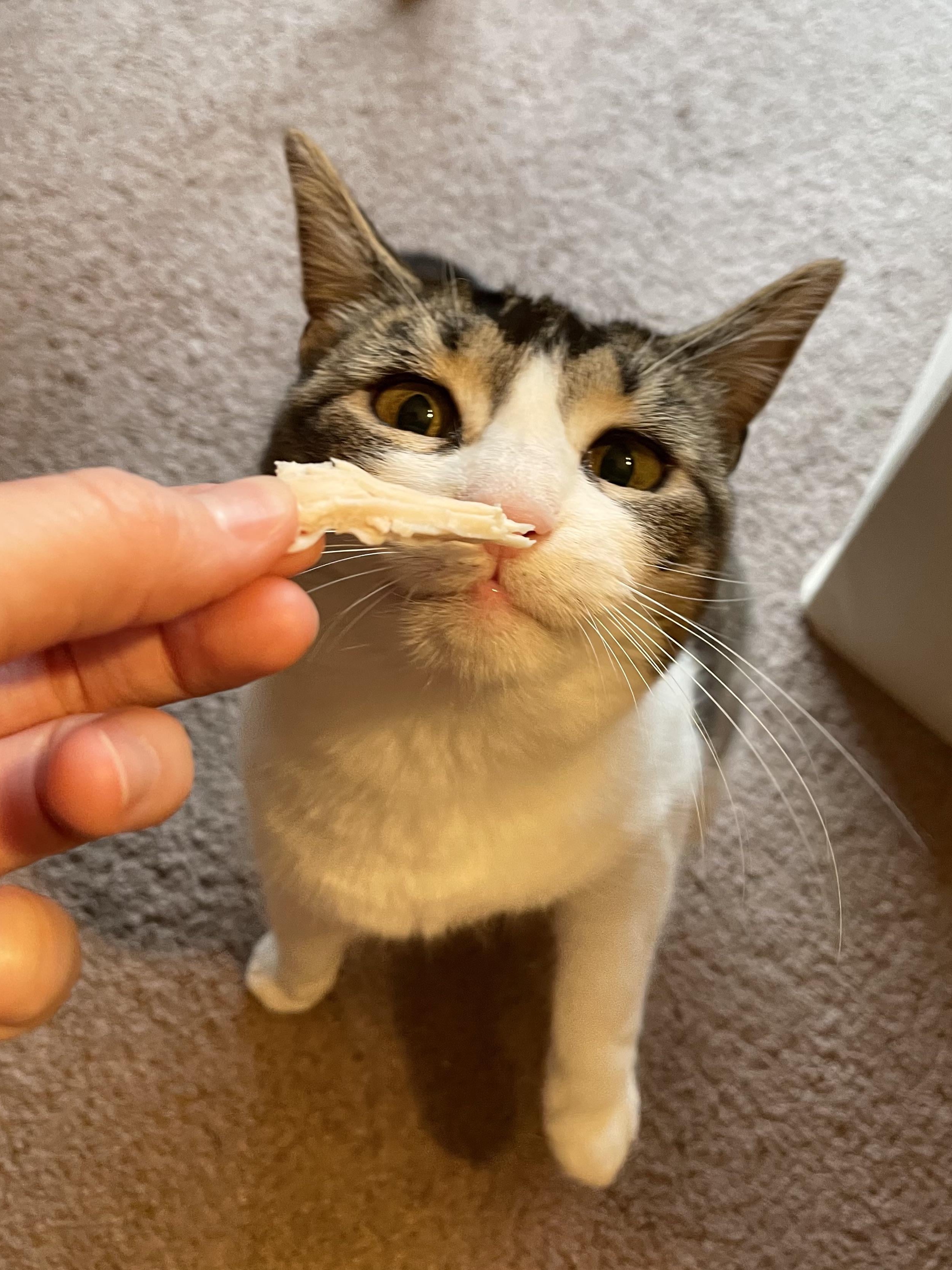 When Your Cat Negotiates for Chicken