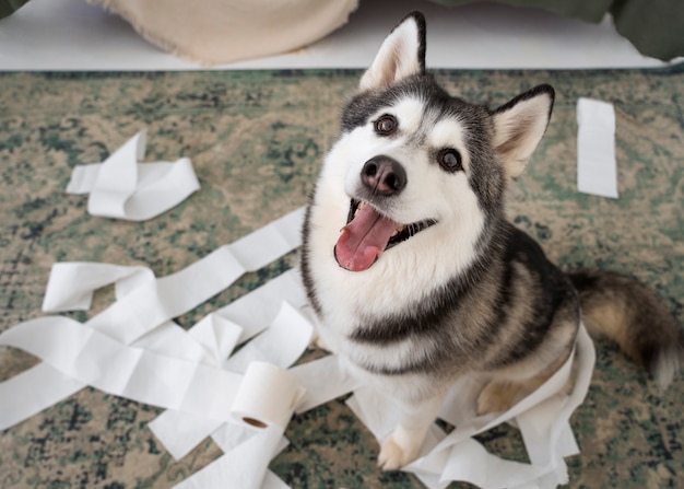 My Dog’s Bizarre Midnight Hobby