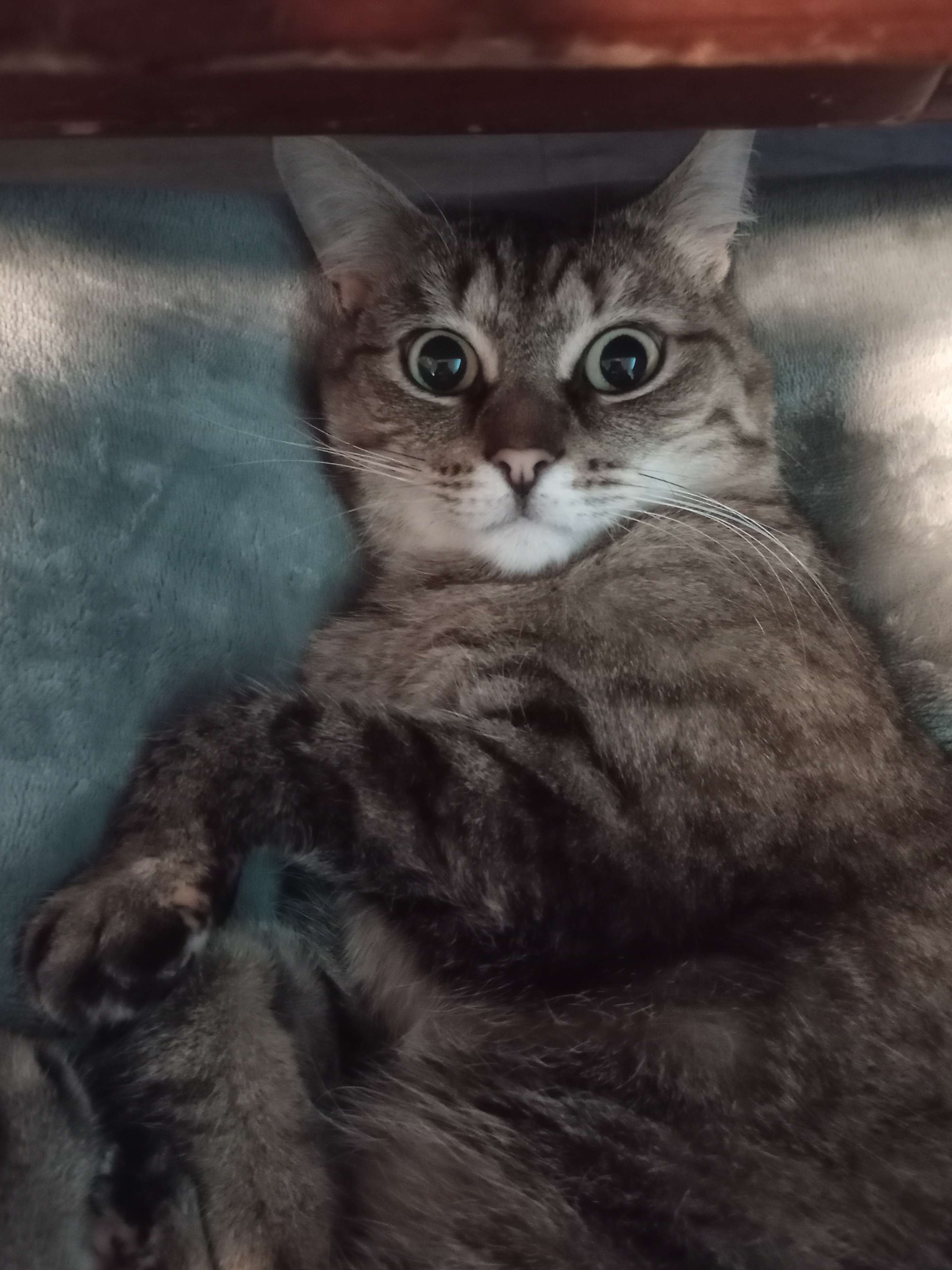 My Cat’s Sixth Sense: Food Edition