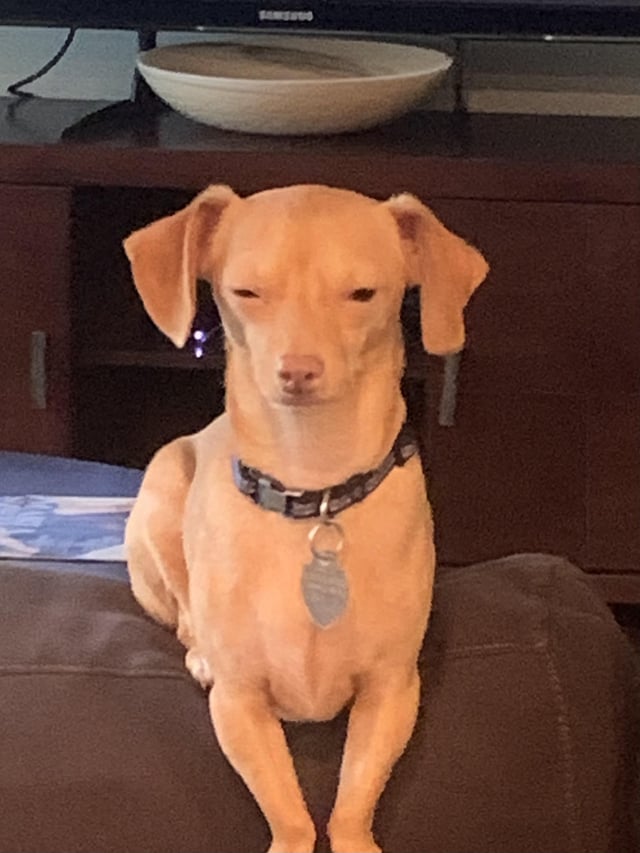 Is My Dog Secretly Judging Me?