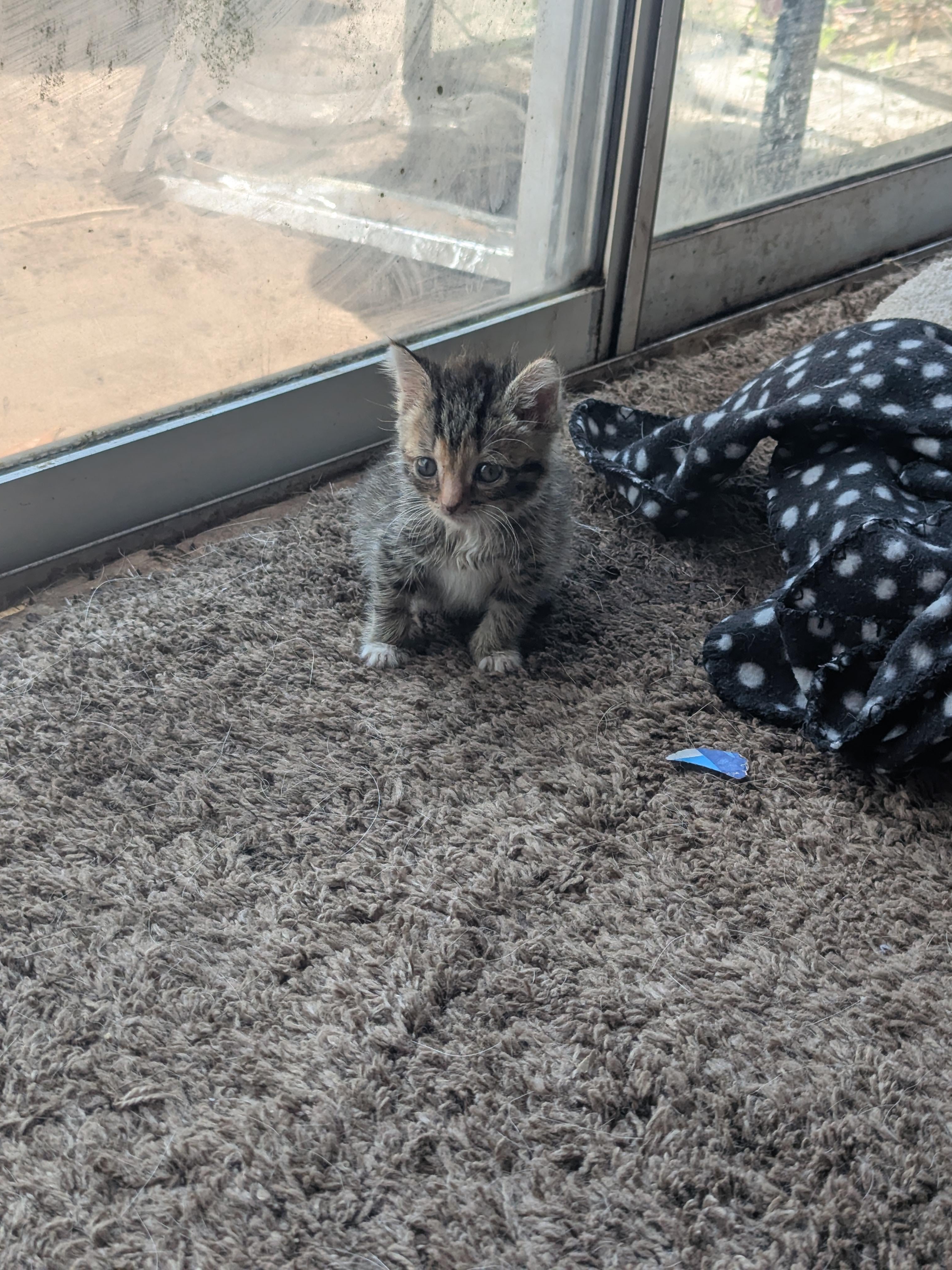 Meet My Cat: The Absolute Unit