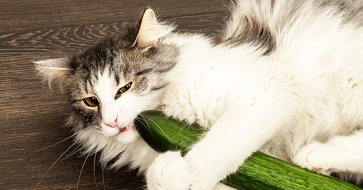 My Cat Thinks Cucumber Is a Pet, Not Food