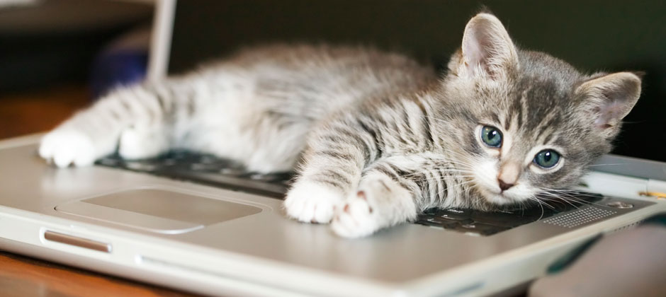 My Cat Knows What Really Matters