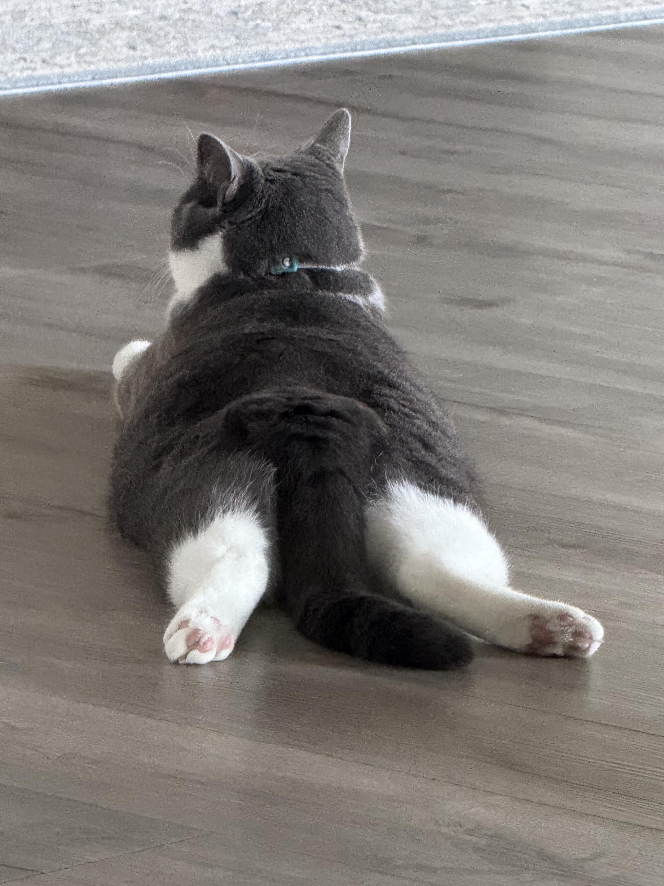 Why Does My Cat Sploot Like a Drama Queen?
