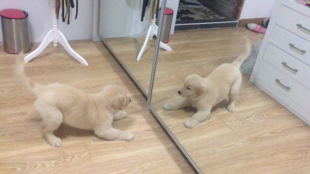 My Puppy’s Epic Battle With the ‘Other Dog’