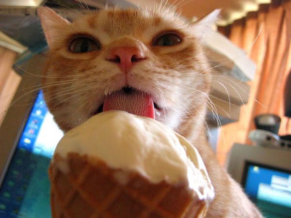 Cat vs. Ice Cream: A Battle of Wills