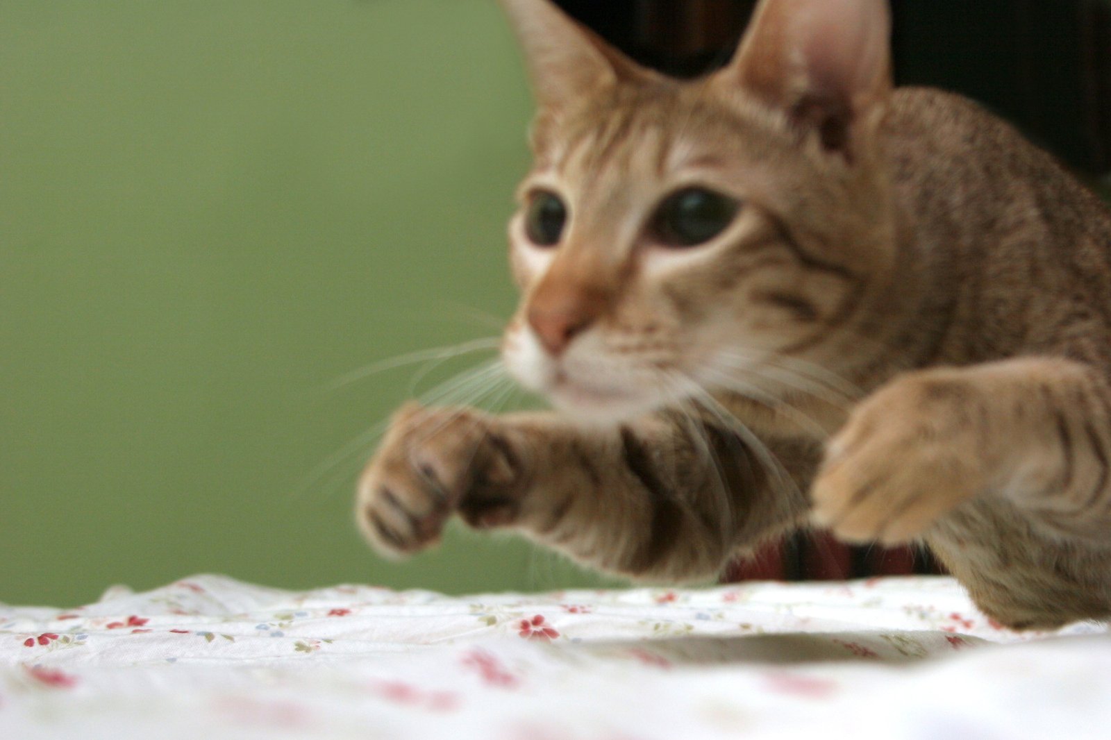 When Your Cat Thinks He's a Ninja