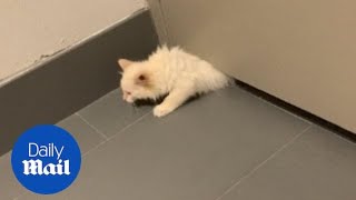 Caught My Cat’s Secret Escape Route