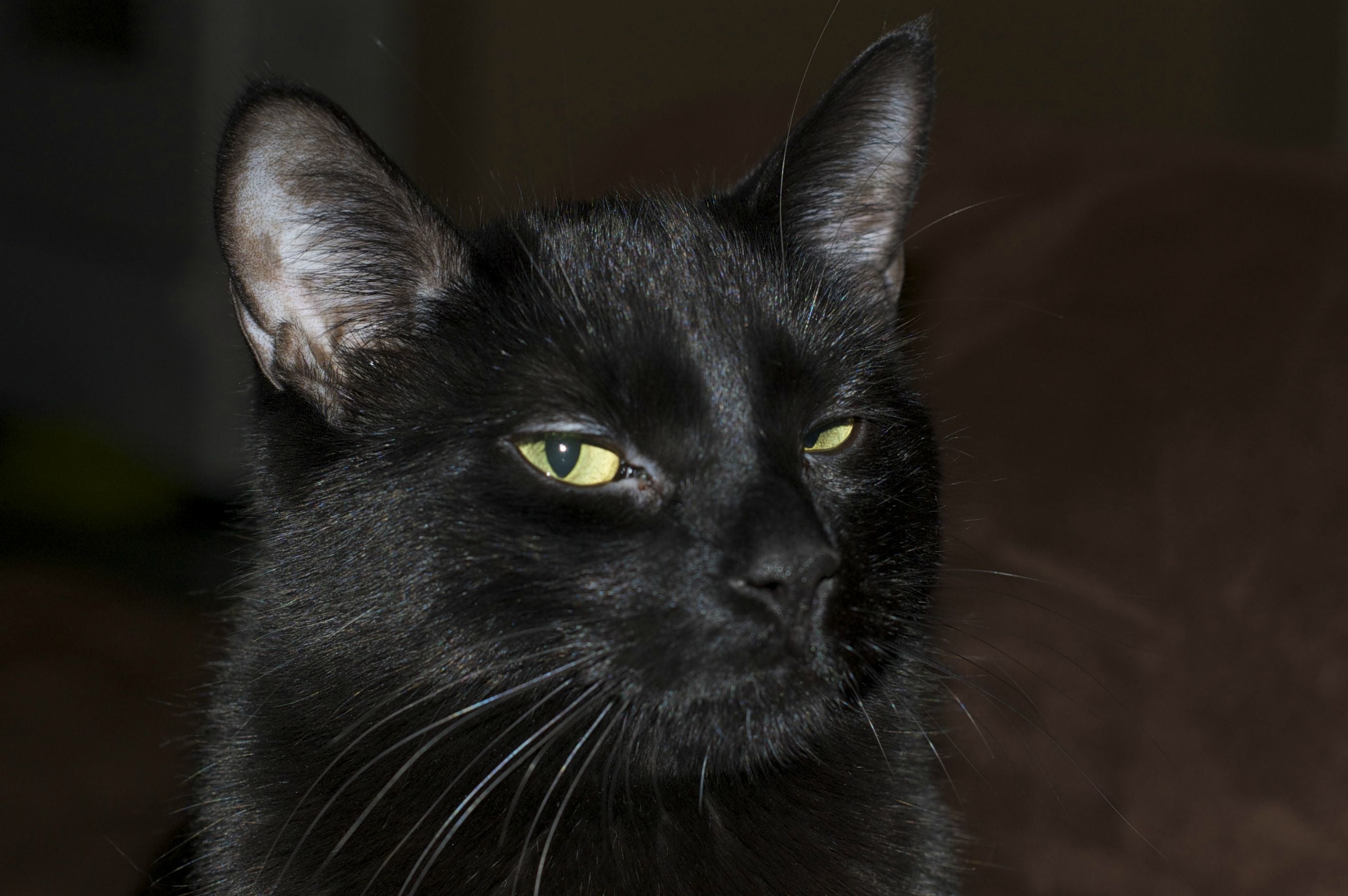 My Cat Thinks I’m Ugly (But I Love Her Anyway)