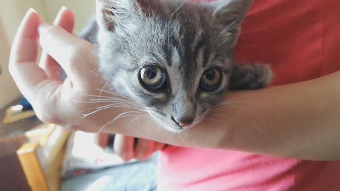 Adopted a Cat, Got a Tiny Comedian
