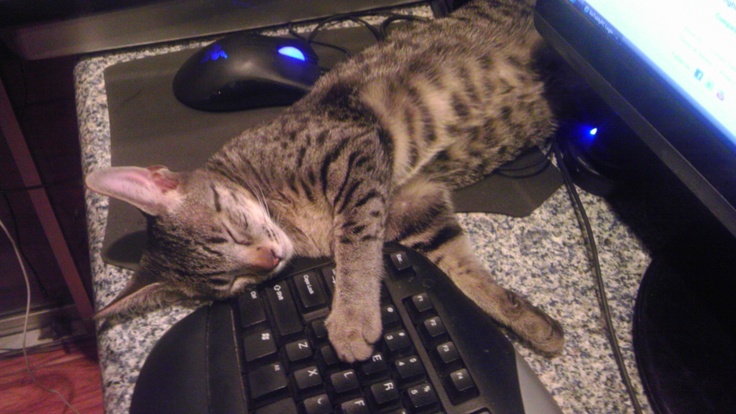 When Your Cat Decides It’s Nap O’Clock