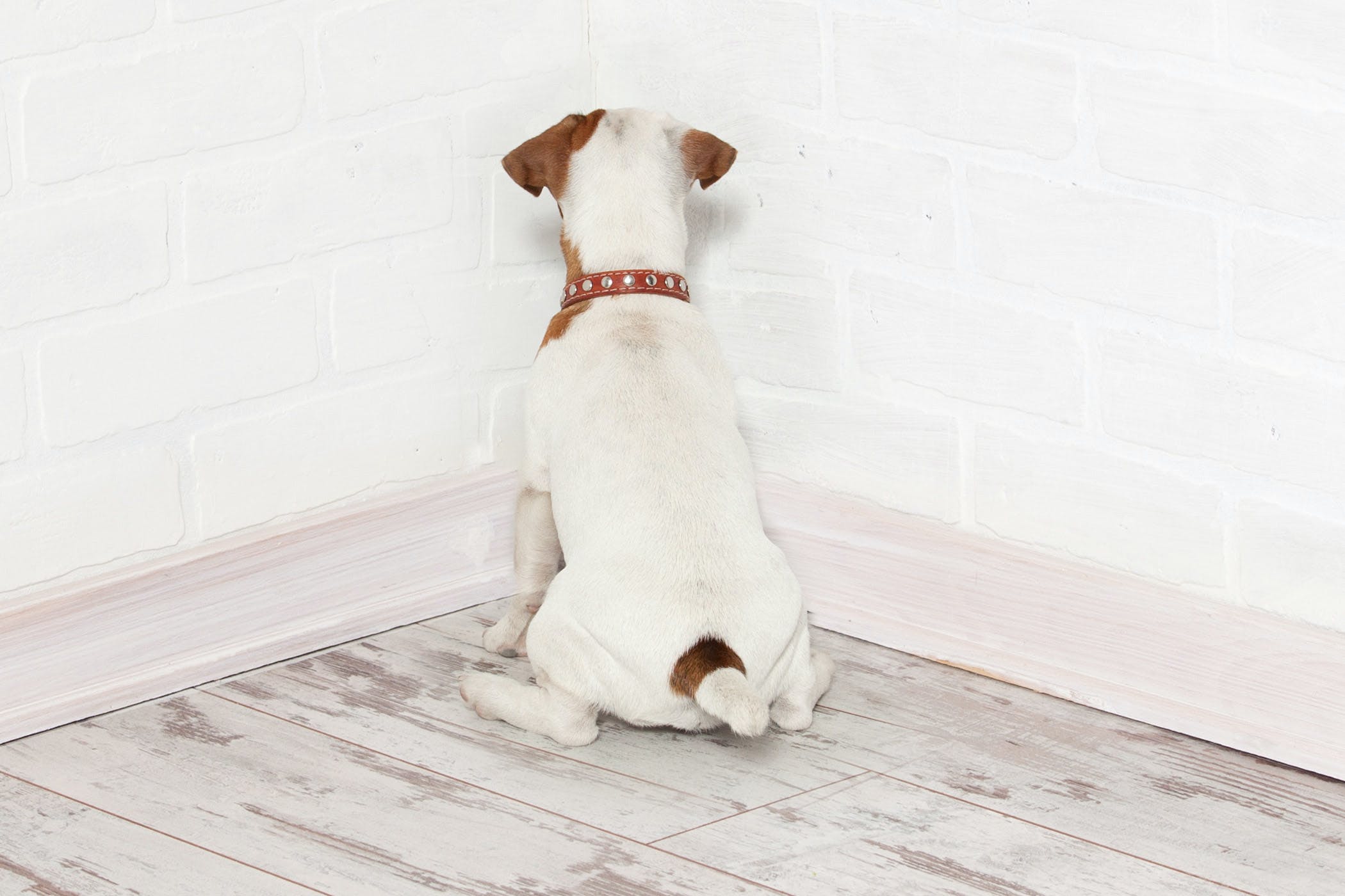 My Dog’s Secret Life: What Is He Plotting?