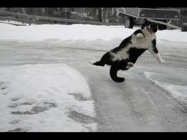 My Cat Thinks She's a Snowboarder
