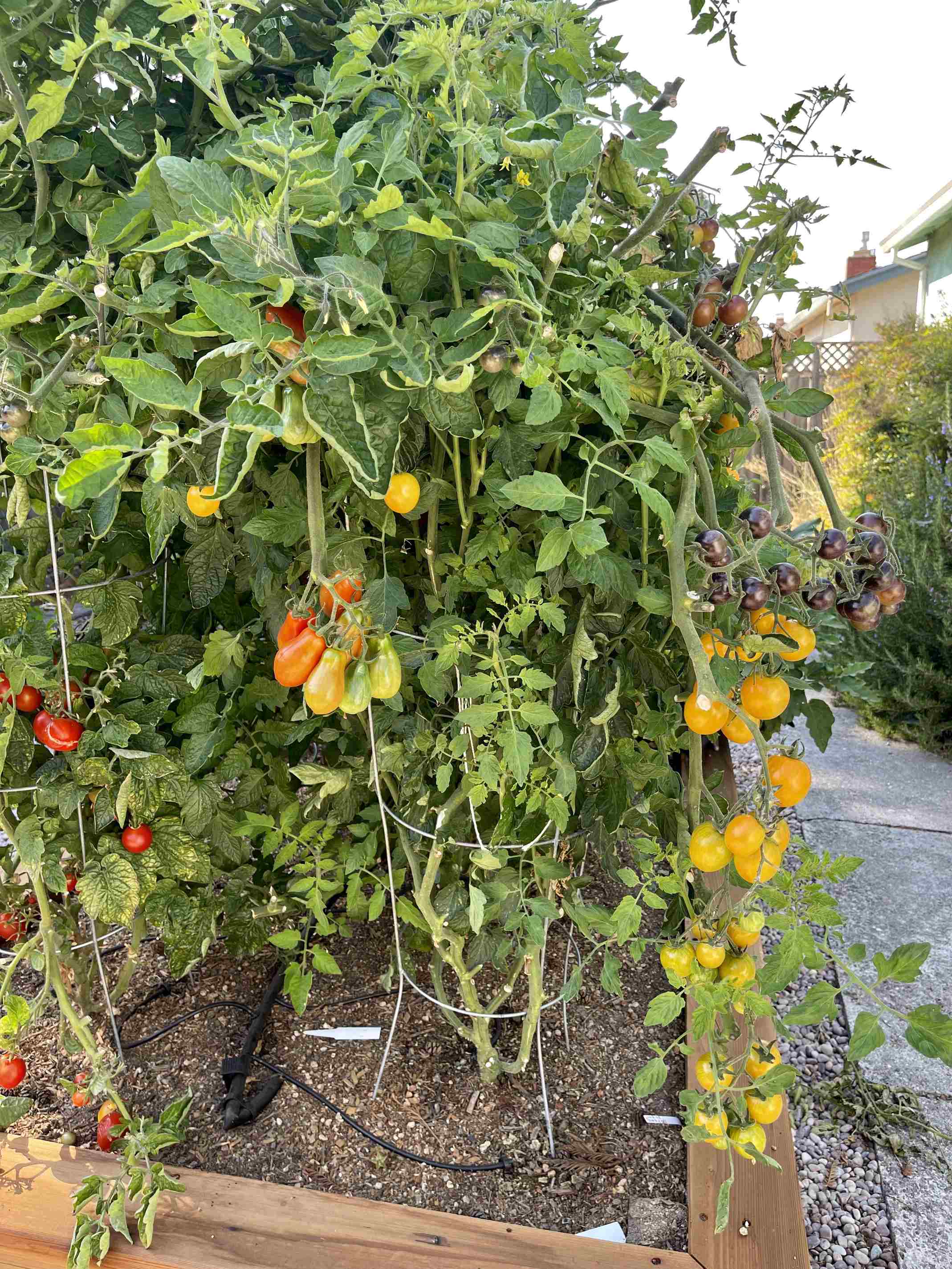 when too many tomatoes spark family debates in the garden