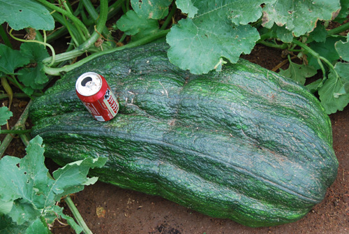 cherishing homegrown giants: zucchini memories across generations