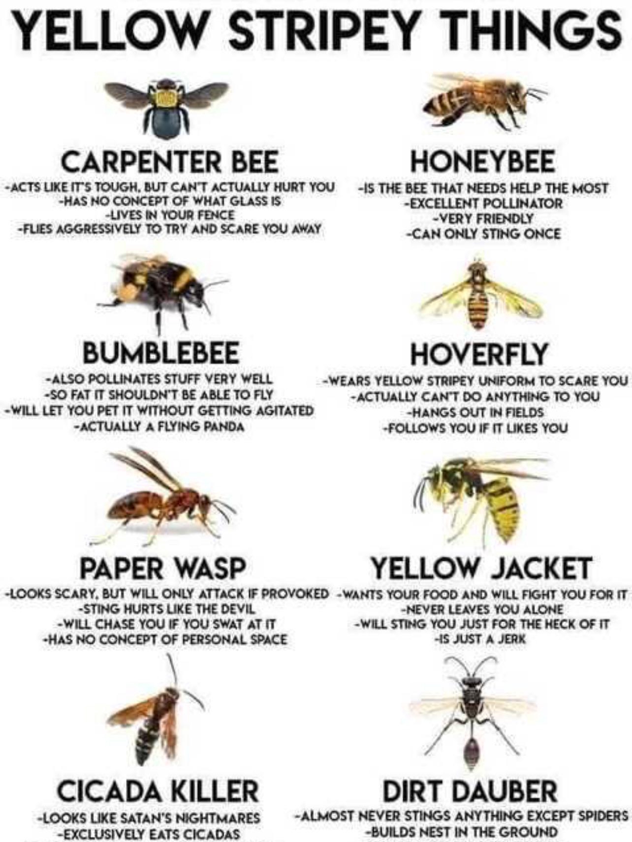 when bees buzzed in grandma’s garden