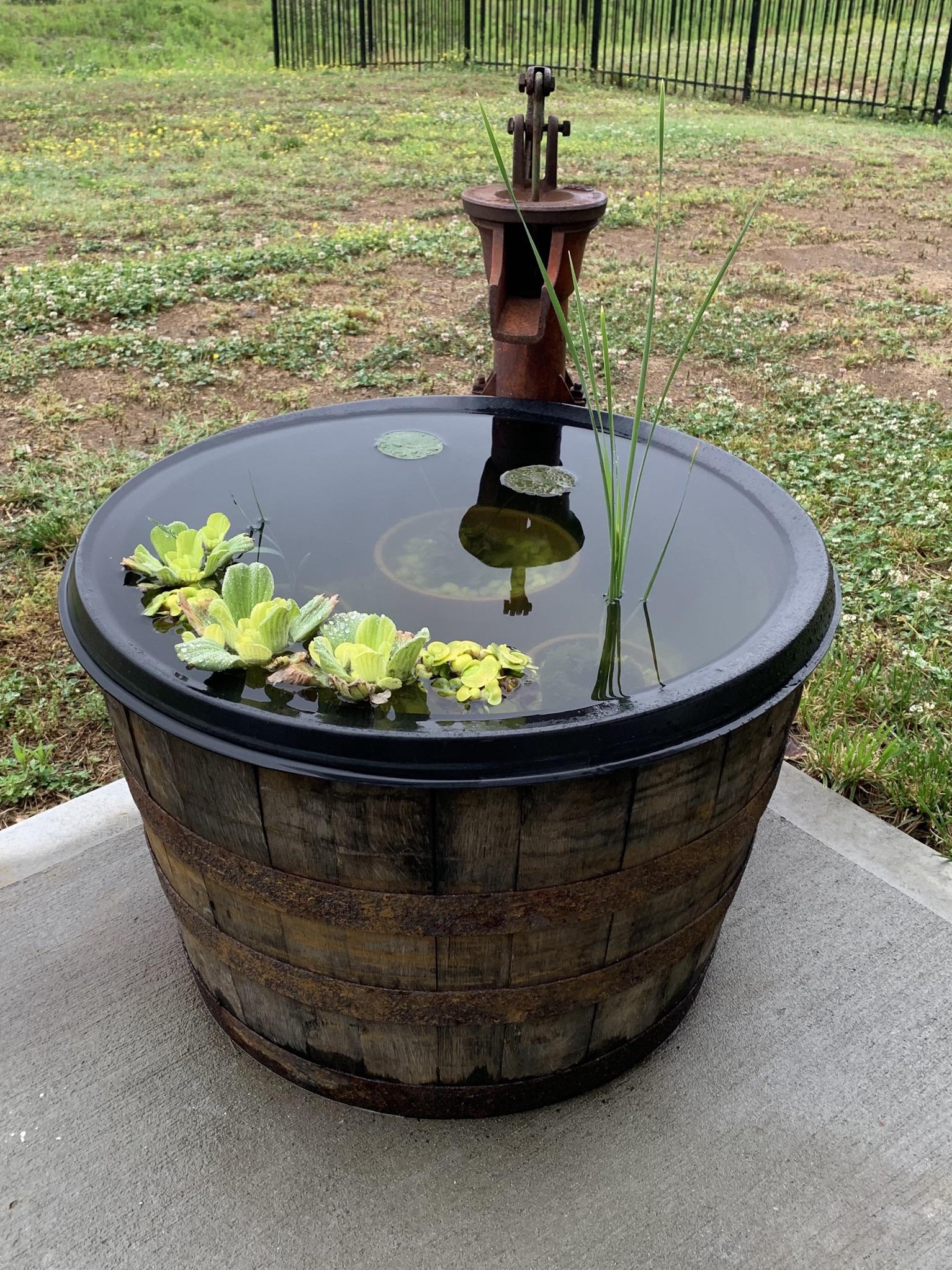 my tiny container pond: old ways meet new dreams
