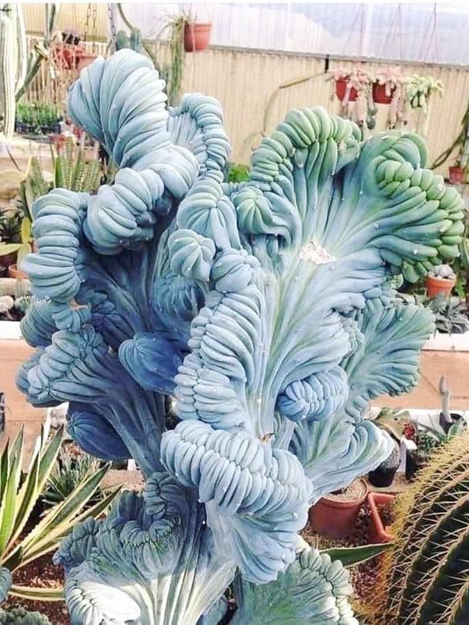 blue smoke cactus: old wisdom meets new garden trends