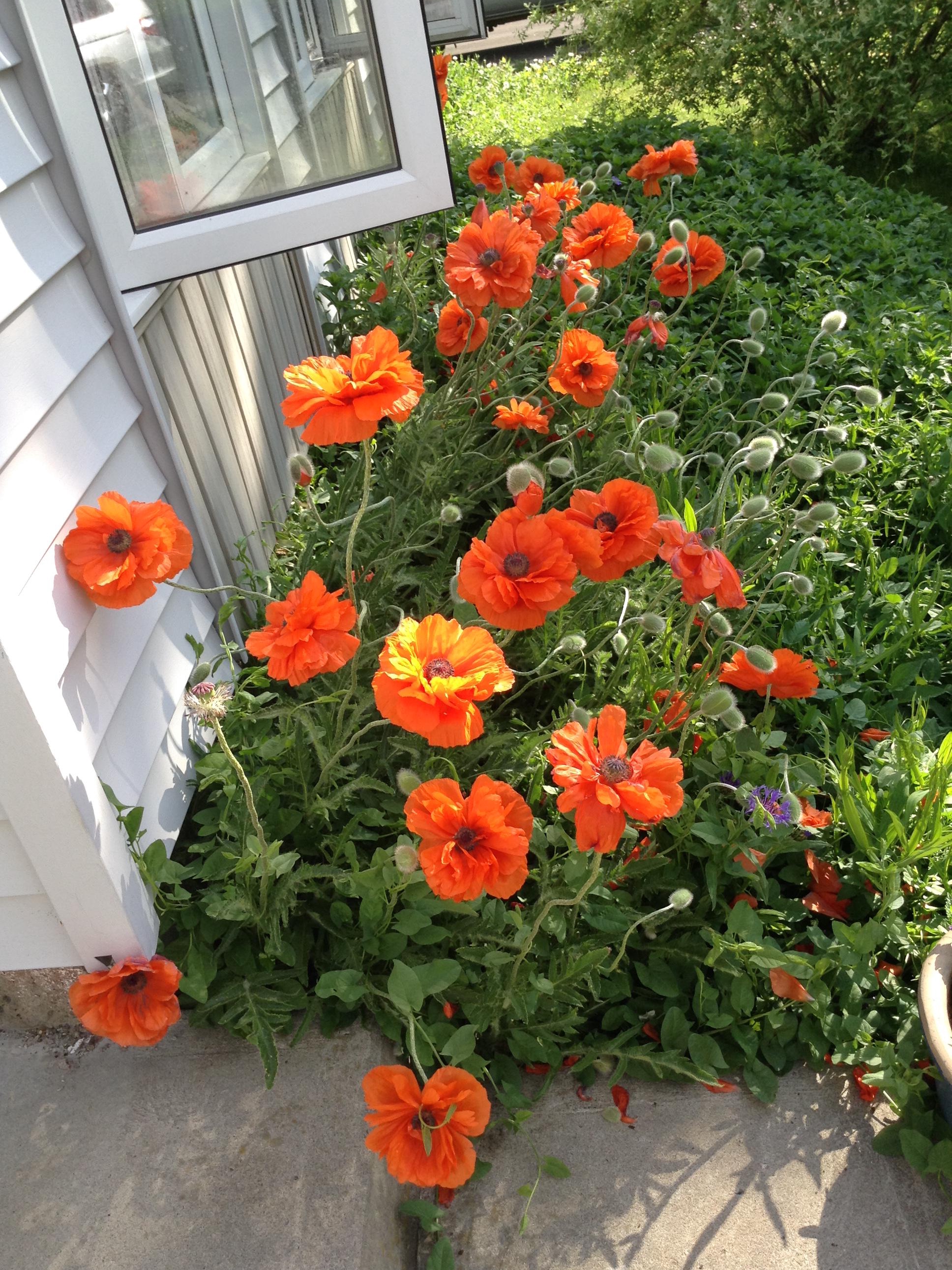 when poppies bloom: old roots, new rules in our gardens