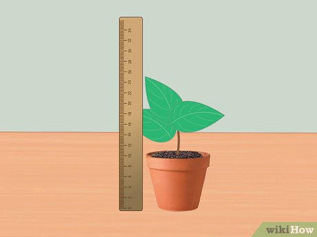 Unlocking the Secret Growth of Plants: My Surprising Journey