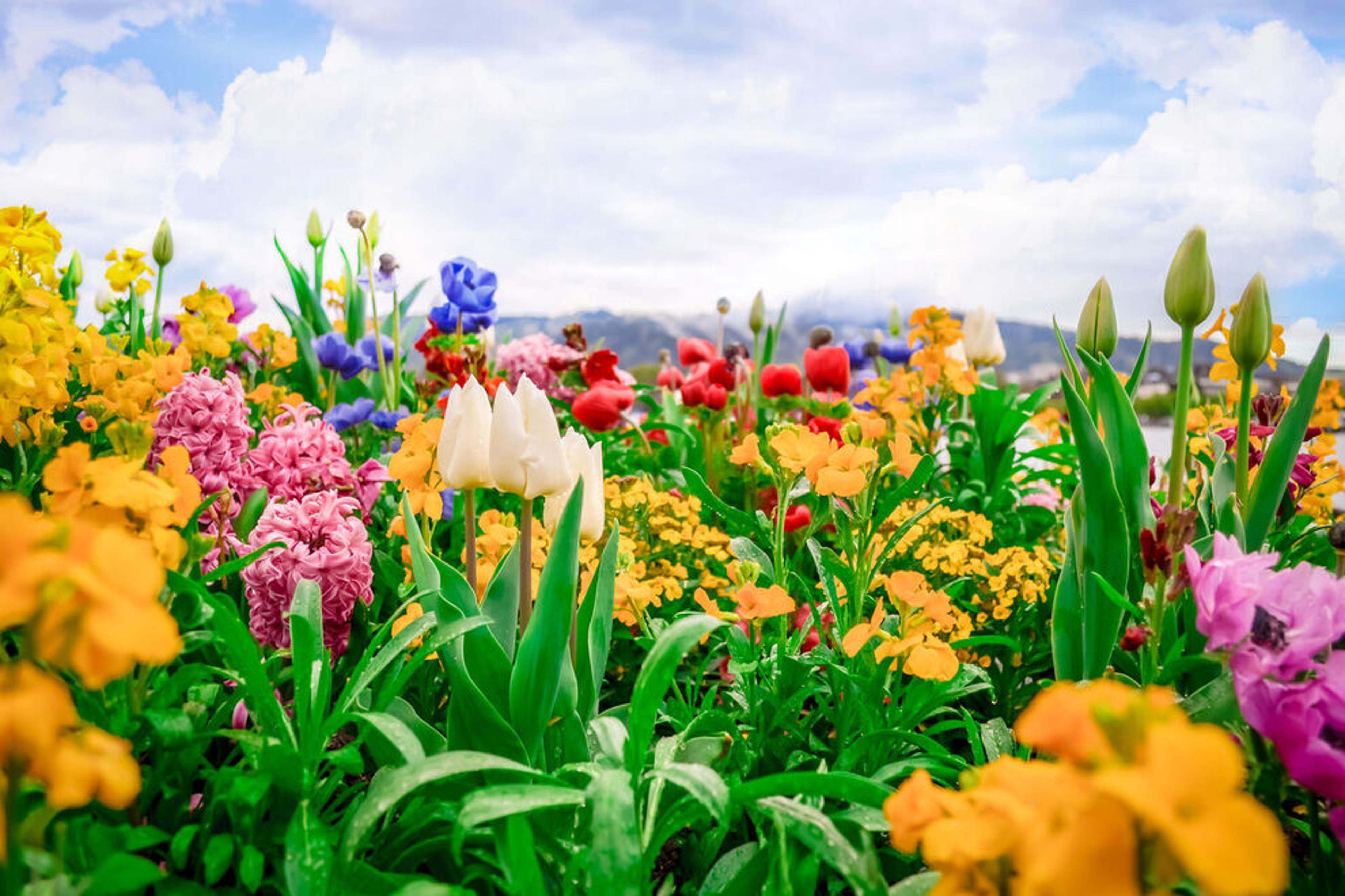 did planting 3000 flower seeds really help me quit drinking?