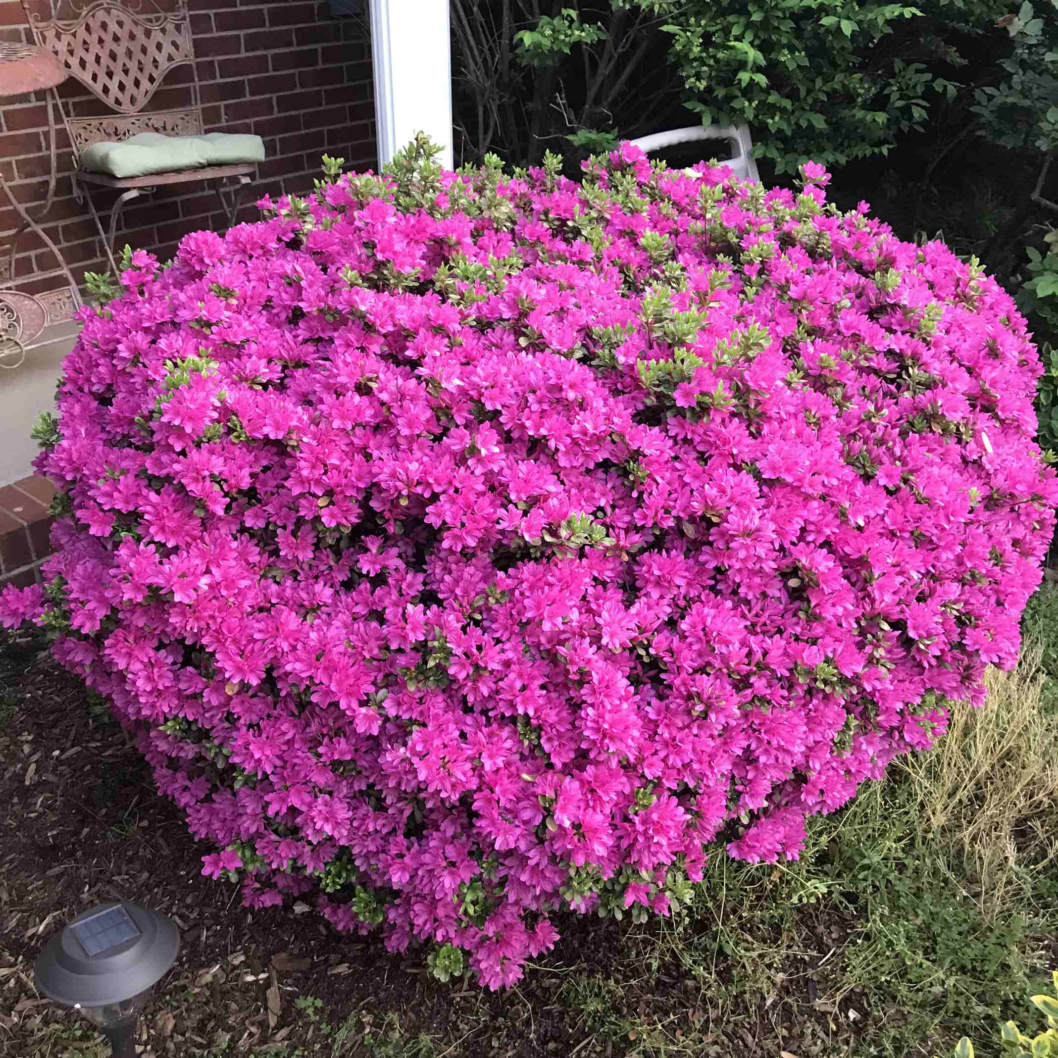 why did my azaleas suddenly explode with blooms this spring?