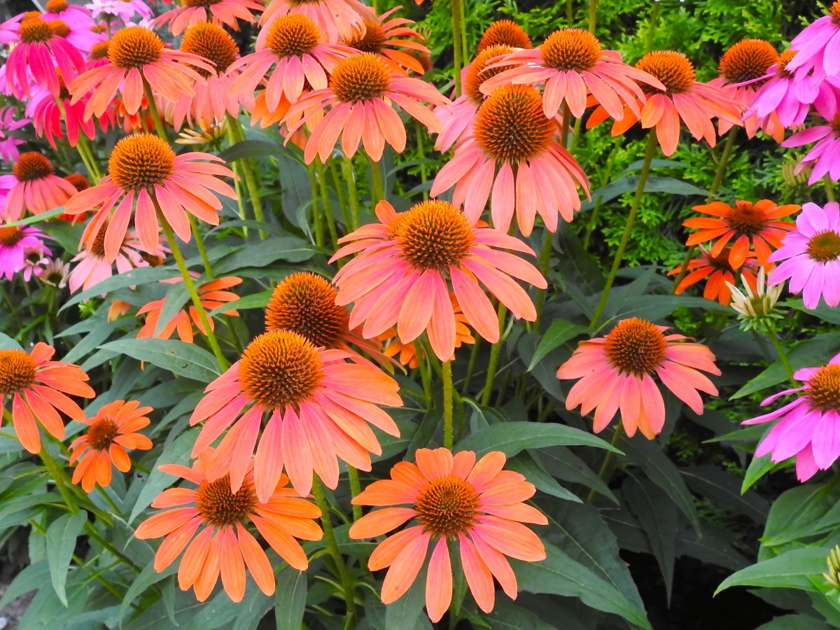 can my neon pink coneflowers stay pink forever or will they fade?