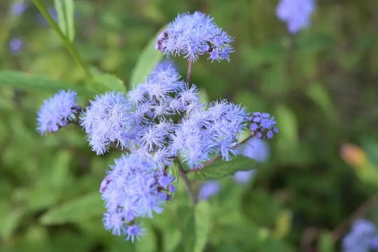 why did my backyard turn into a pollinator rave with blue mistflowers?
