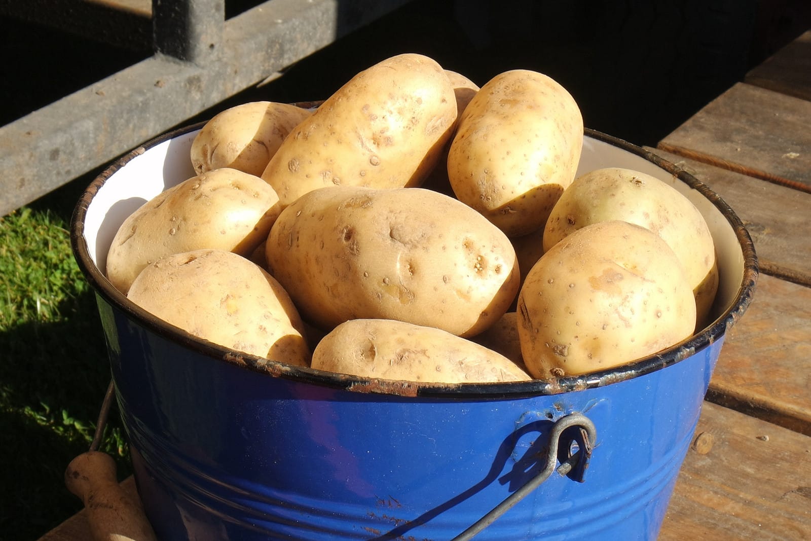 is it possible to feel like a potato wizard after planting spuds?