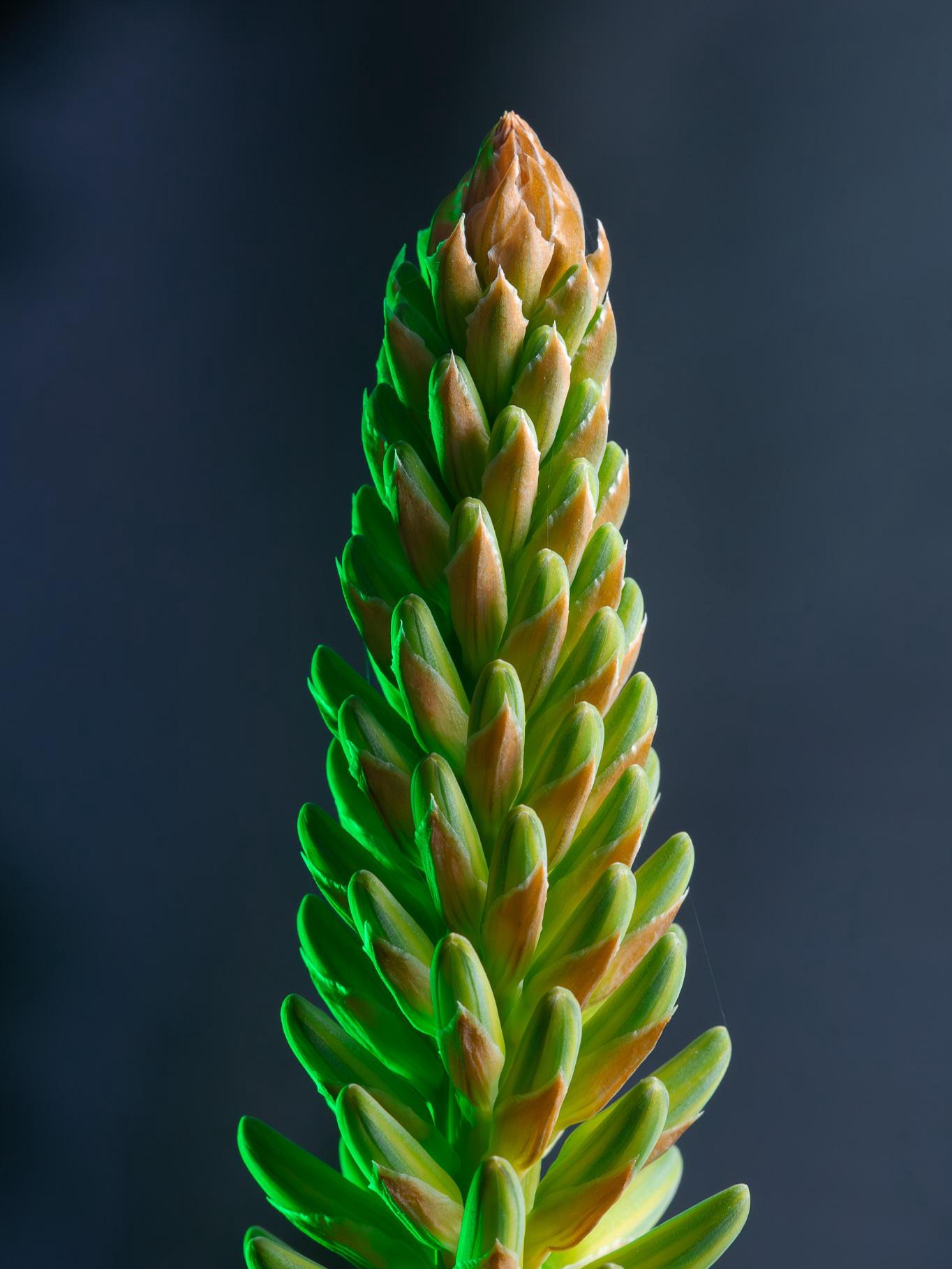 did my aloe vera just bloom after months of waiting? wild!