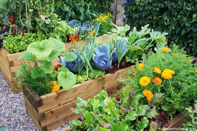 Meghan's Gardening Videos: Is this really gardening... or just Instagram-friendly flower arranging? 
