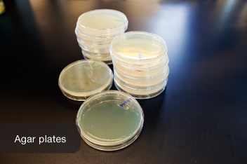 Unlocking the Secret to Homemade Agar Plates