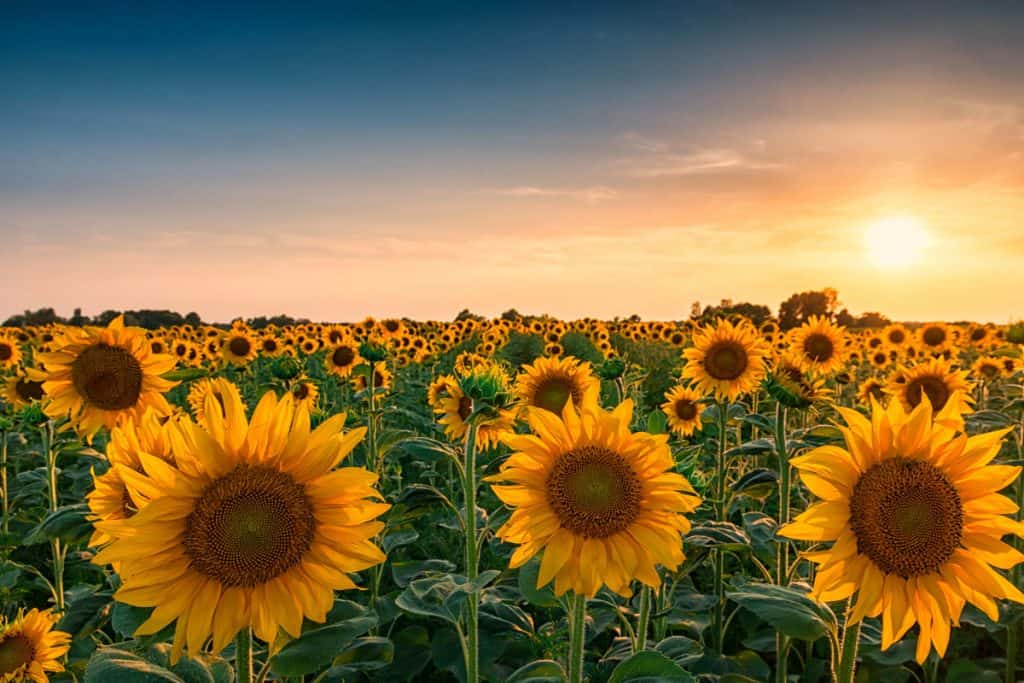 can you really grow sunflowers indoors with just a lamp?