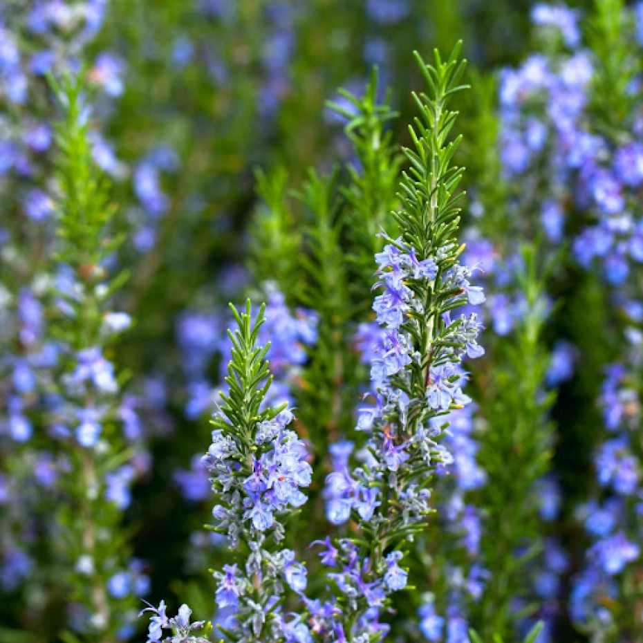 why did my rosemary suddenly thrive after i stopped fussing?