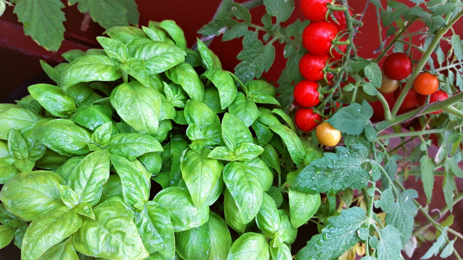 why did my tomatoes get bigger when i planted basil nearby?