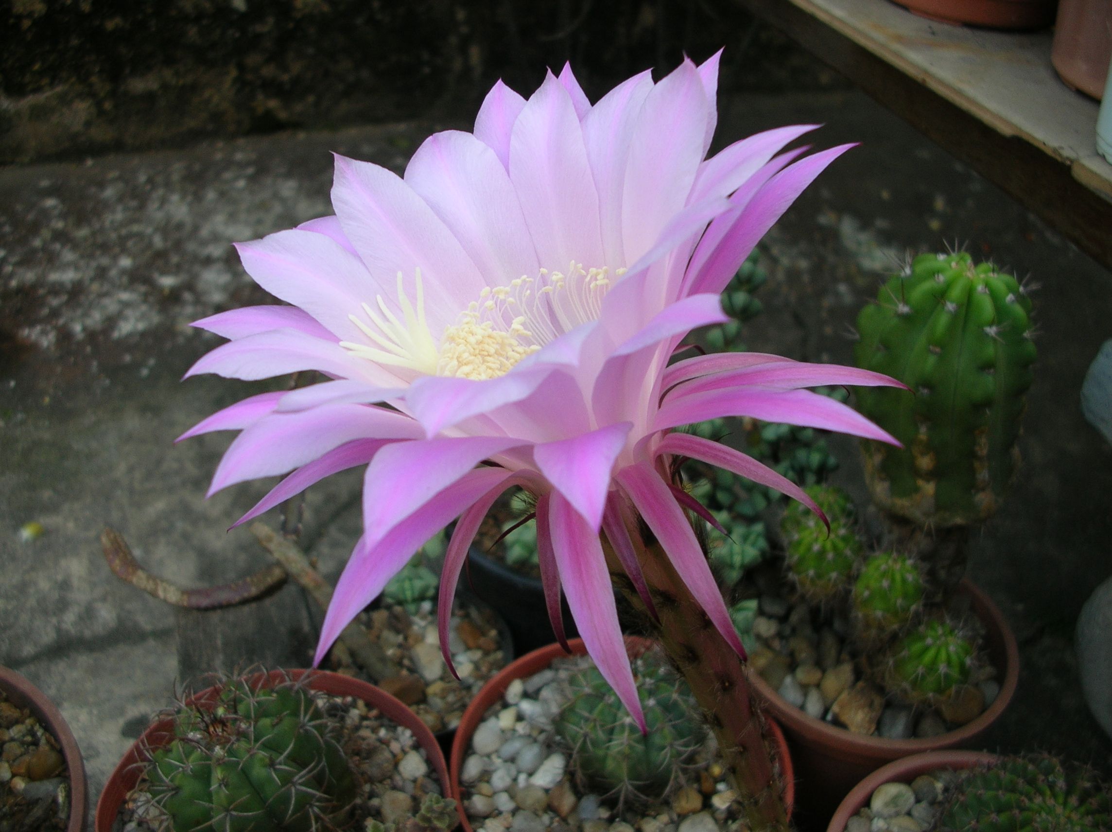 how did my echinopsis ‘silvia’ bloom overnight and blow my mind?