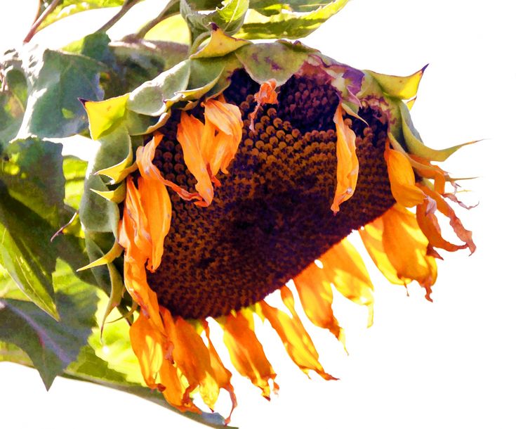 did i just grow the tallest, heaviest sunflower in my yard ever?