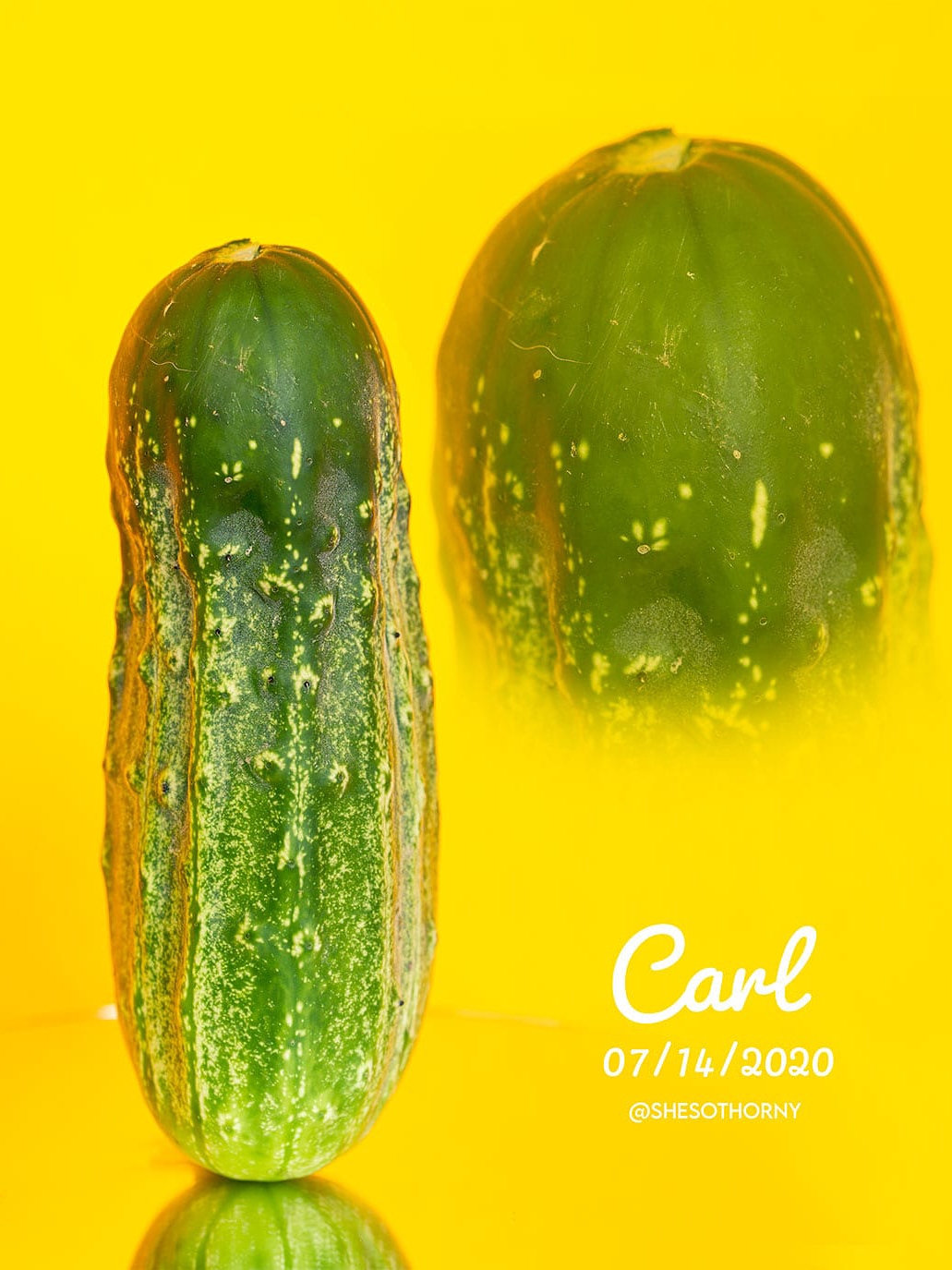 did my cucumber just graduate? how one veggie stole my heart