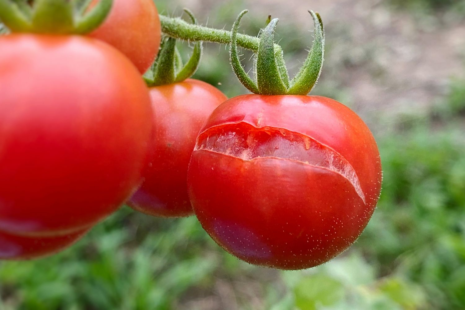 why did my tomatoes explode after i watered them at noon?