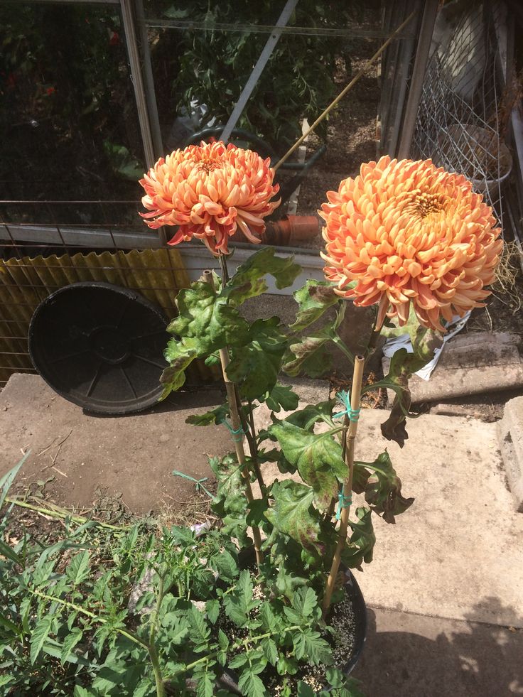 how did i turn a patch of weeds into my veggie paradise?