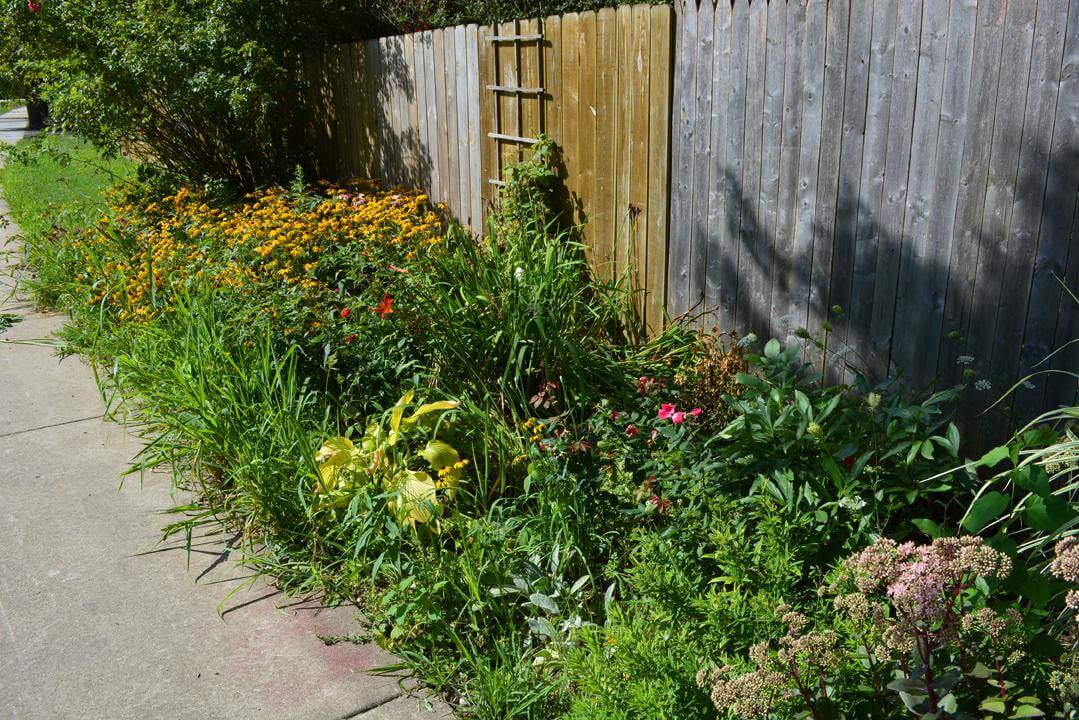 can you turn a jungle of weeds into a veggie paradise solo?