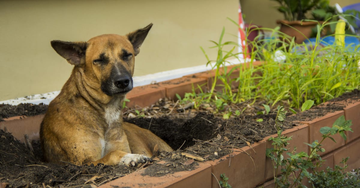 why did my fence-side flower bed become a dog paradise?